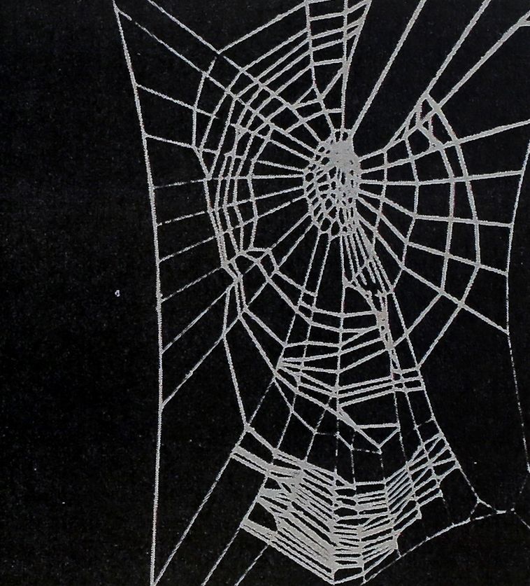 The Spider’s Web – Research Tool<br><strong>Senior Science</strong>