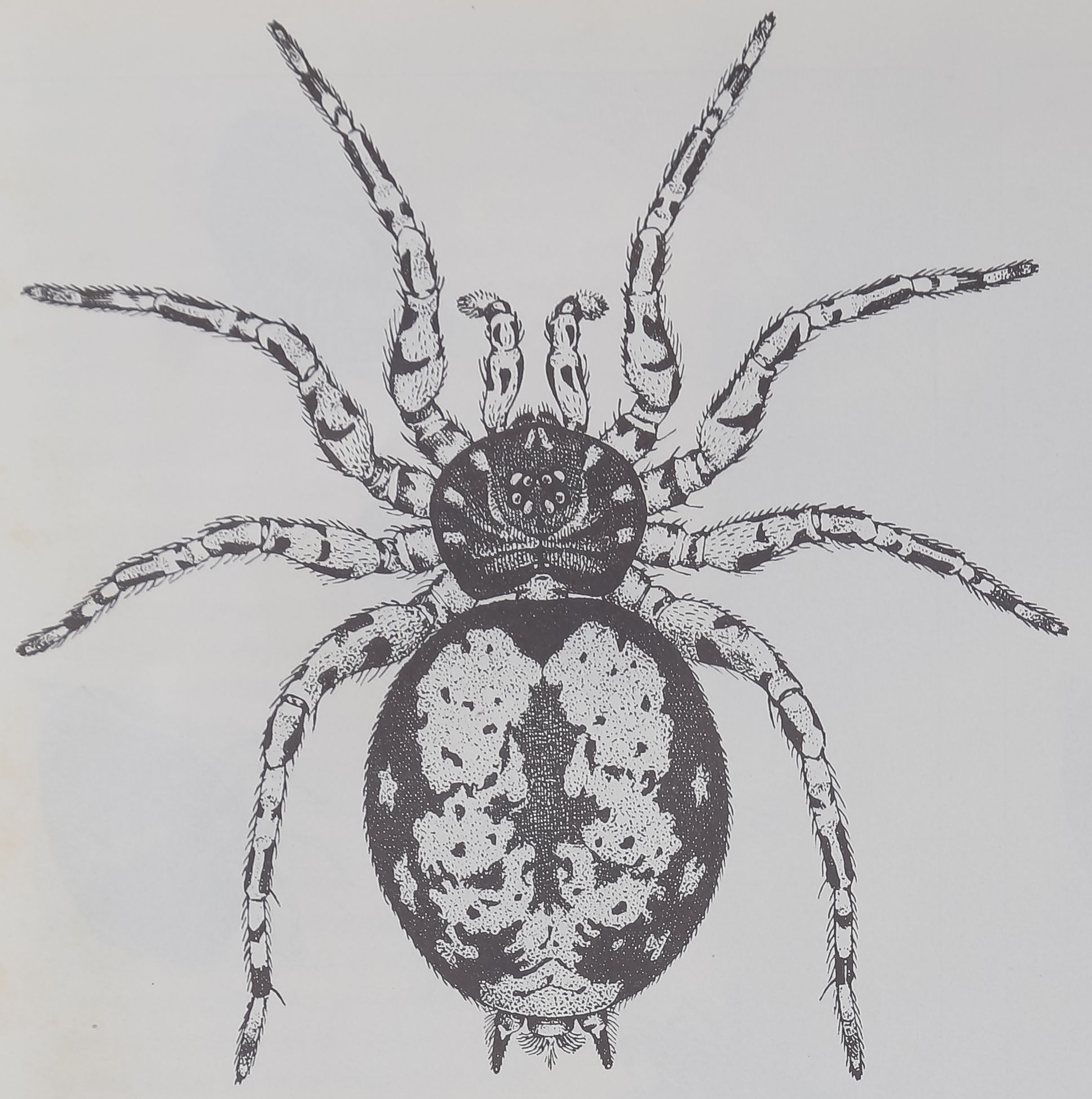 Social Spiders<br><strong>SCIENTIFIC AMERICAN</strong>