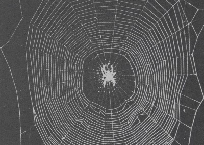 Quantitative Analysis of Orb Web Patterns in Four Species of Spiders Behavior Genetics